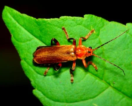 Soldier beetle Stock Photos