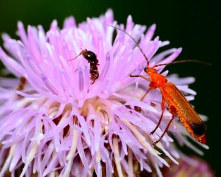 Soldier beetle Stock Photos
