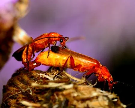 Soldier beetle Stock Photos