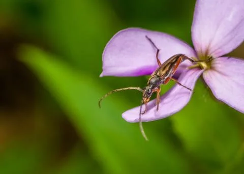 Soldier beetle Stock Photos