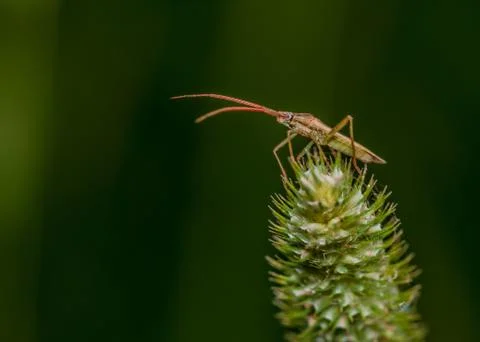 Soldier beetle Stock Photos