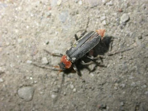 Soldier beetle Stock Photos