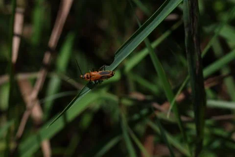 Soldier Beetle Stock Photos