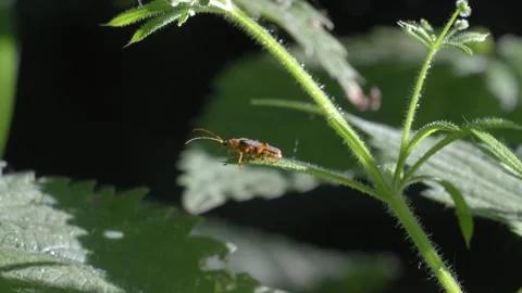 Soldier Beetle Resting on Leaf - 4K Macro Vídeos de archivo 335713139