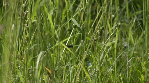 Soldier Beetle Resting on Swaying Grass - 4K Macro Wildlife Slow Motion Vídeos de archivo 335833712