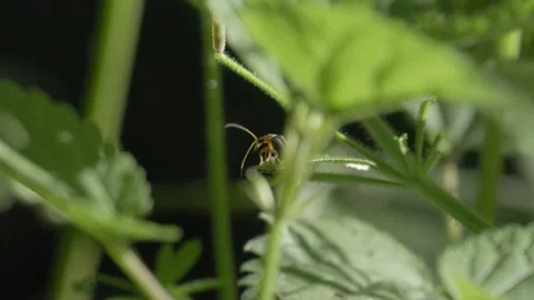 Soldier Beetle Spreading Wings and Taking Flight - 4K Macro Slow Motion Stockbeeldmateriaal 335703031