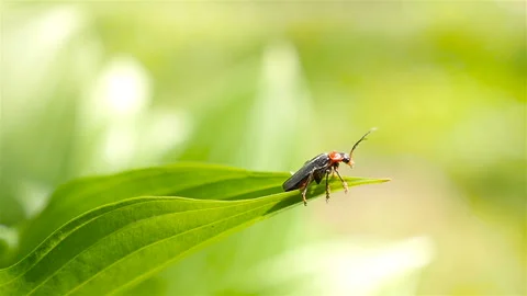 The soldier beetle takes off from a green leaf Stock Footage 87909296