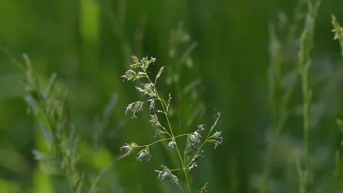 Soldier Beetle Taking Flight from Grass - 4K Macro Wildlife Slow Motion Vidéo 335833452