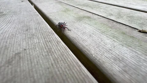 Soldier beetle on the terrace Stock Footage 340959016
