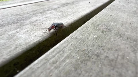 Soldier beetle on the terrace Stock Footage 340959033