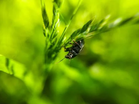 Soldier beetle tiny black beetle with red head Stock Photos