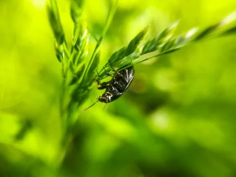 Soldier beetle tiny black beetle with red head Stock Photos