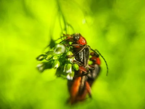 Soldier beetle tiny black beetle with red head Stock Photos