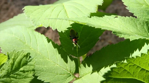 Soldier beetles (Cantharis rustica) on leaf. Stock-Footage 39328443