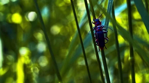 Soldier beetles mating on grass blade in sunny forest Stock Footage 340758639