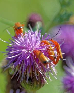Soldier beetles Stock-Fotos