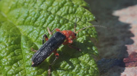Soldier Beetles Sitting on Leaf of Raspberry Stock Footage 63663818
