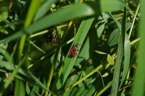 Soldier bug, wingless red bug 스톡 사진