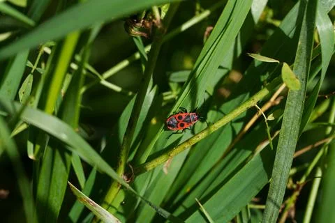 Soldier bug, wingless red bug Stock Photos