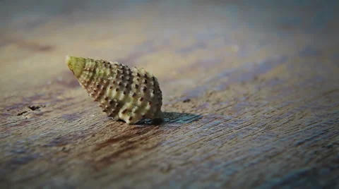 Soldier crab comes out of the shell Video stock 42888522