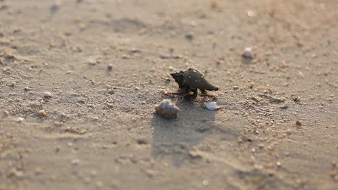 Soldier crab comes out of the shell ,along the beach backgroundsmall shellfish,  Stock Footage 106205900