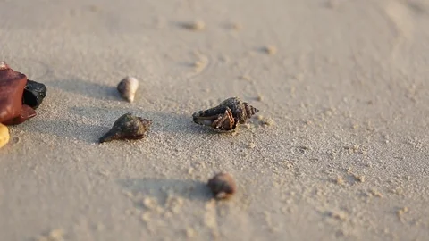 Soldier crab comes out of the shell ,along the beach backgroundsmall shellfish,  Stock Footage 106207050