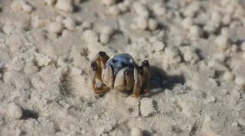 Soldier crab Stock Footage 8555643