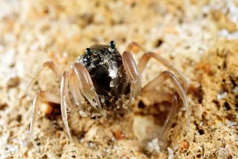 Soldier crab Stock Photos
