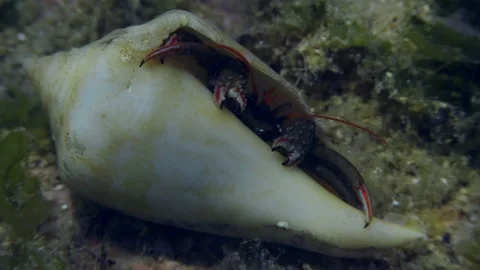 Soldier-crab on a sandy bottom. Video stock 171379519