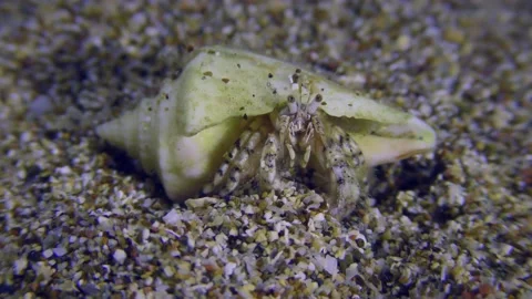 Soldier-crab on a sandy bottom. Video stock 234983275
