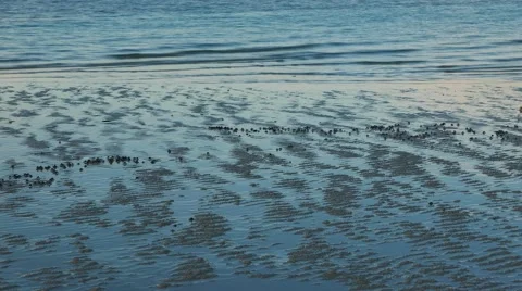 Soldier Crabs Emerging on the Beach Time Lapse. Stock Footage 55318071