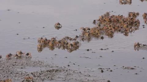 Soldier crabs Stock Footage 131071332