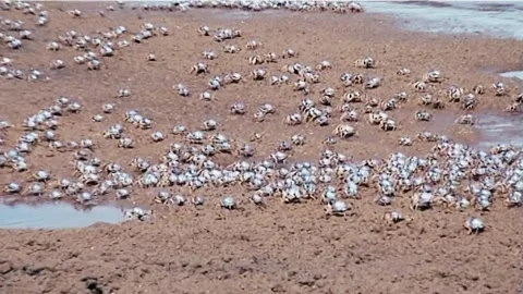 Soldier Crabs Stock Footage 244687732