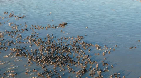 Soldier Crabs Marching on White Sand Stock Footage 55309062