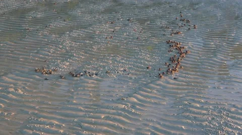 Soldier Crabs Marching on White Sand Stock Footage 55315448