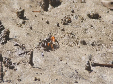 Soldier Crabs or mud crab on tidal flats of a mangrove marine estuary Stock Footage 74367295