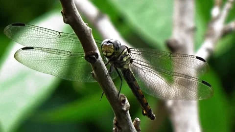 A soldier dragonfly on a tree branch Stock Footage 305188955