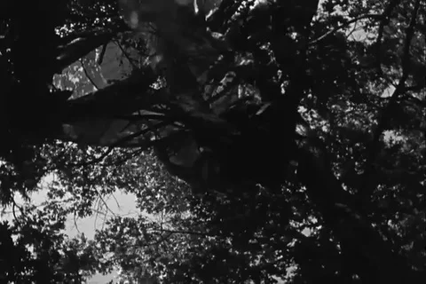 Soldier drops parachute on the ground from a tree - 1963 Stock Footage 112197254