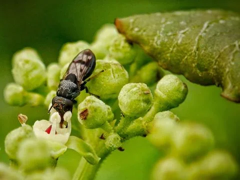 Soldier flies Stock Photos