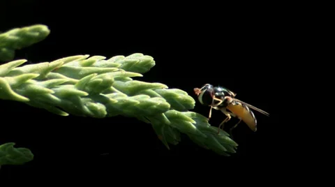 Soldier Fly Stock Footage 35194914