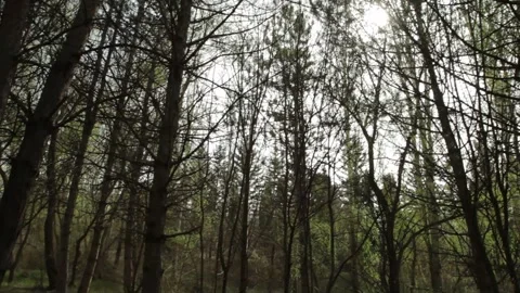 Soldier in the forest 4 Video stock 323091534