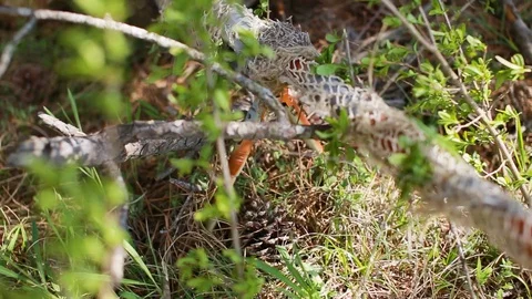 Soldier lying in the grass, looking through sniper scope. Ghillie suit. Stock Footage 127754053