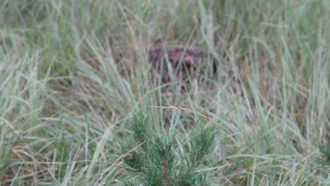 Soldier runs between young pine trees Stock Footage 127908311