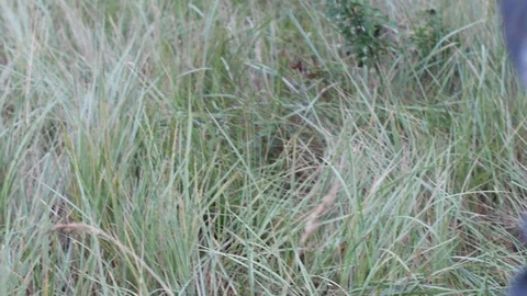 Soldier runs between young pine trees Stock-Footage 127908350