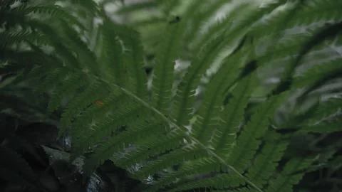 Soldier sits in ambush in a dense forest on a military operation Stock Footage 327455691