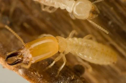 Soldier termite 스톡 사진