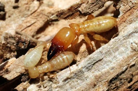 Soldier Termite with Workers Stock Photos