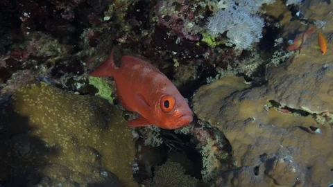 Soldierfish hanging on the reef close up Stock-Footage 120768962