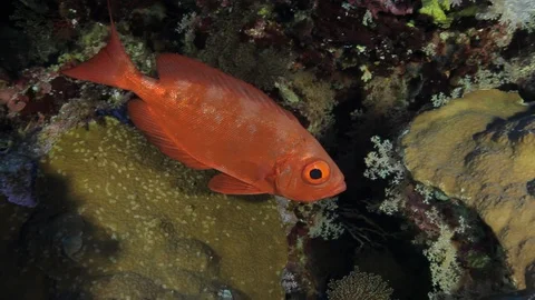 Soldierfish on the reef Stock-Footage 120771706