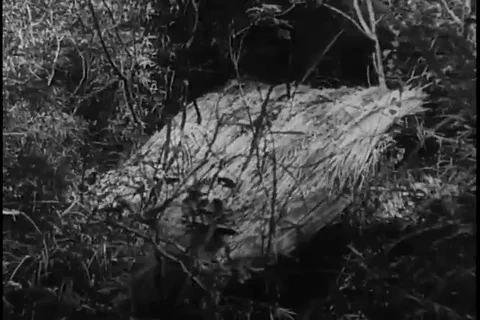 Soldiers attack enemy positions and carry dead bodies of communists - 1966 Stock Footage 106187476